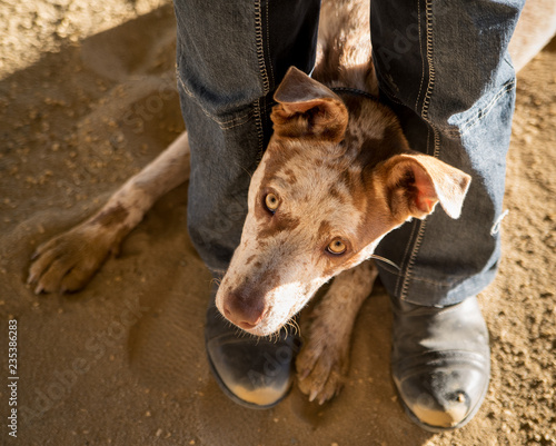 Fotografia Dusty boots and trusty dog