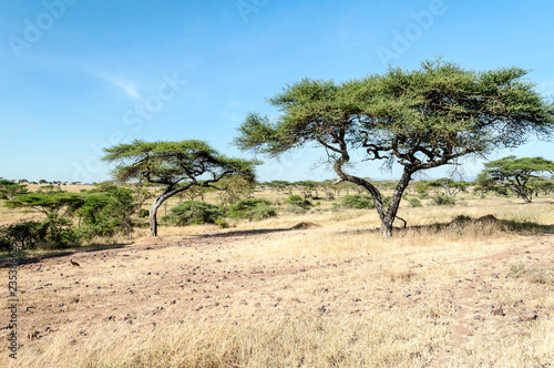 Acacias in Tanzania on a sunny day