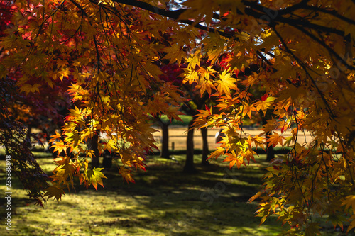 紅葉