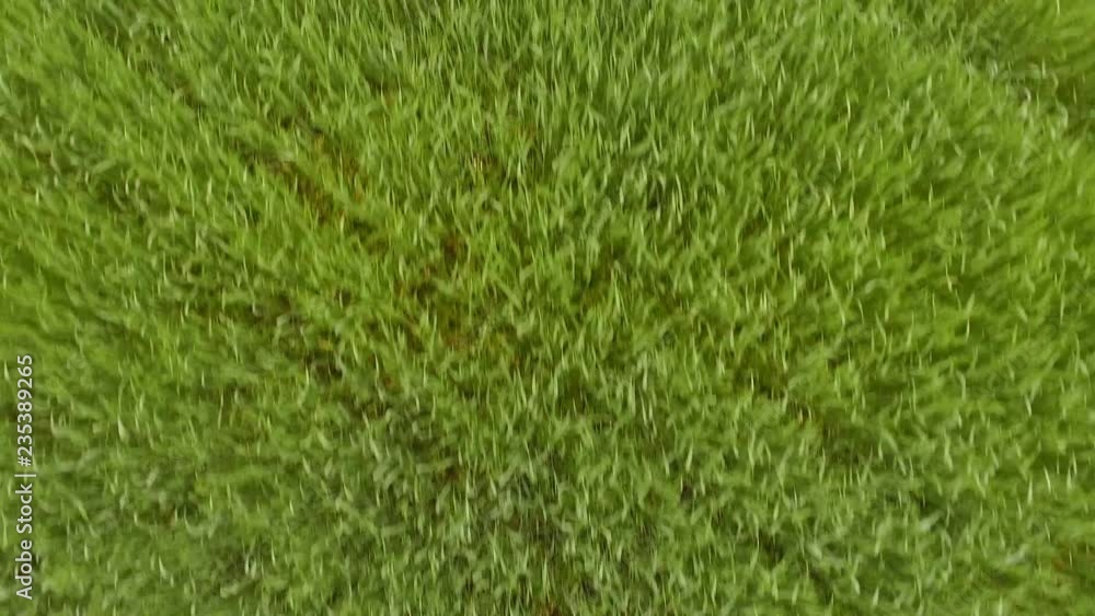 Top down extremely low flight over green wheat field Top down extremely low flight over green wheat field