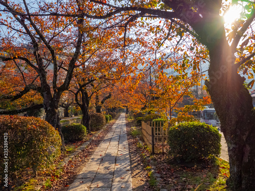 Philosopher’s path in autumn in the morning light