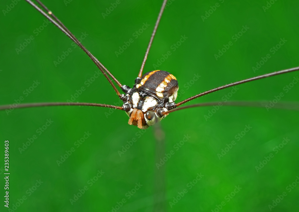 Macro Photo of Harvestmen or Daddy Longlegs on Green Leaf Macro Photo of Harvestmen or Daddy Longlegs on Green Leaf
