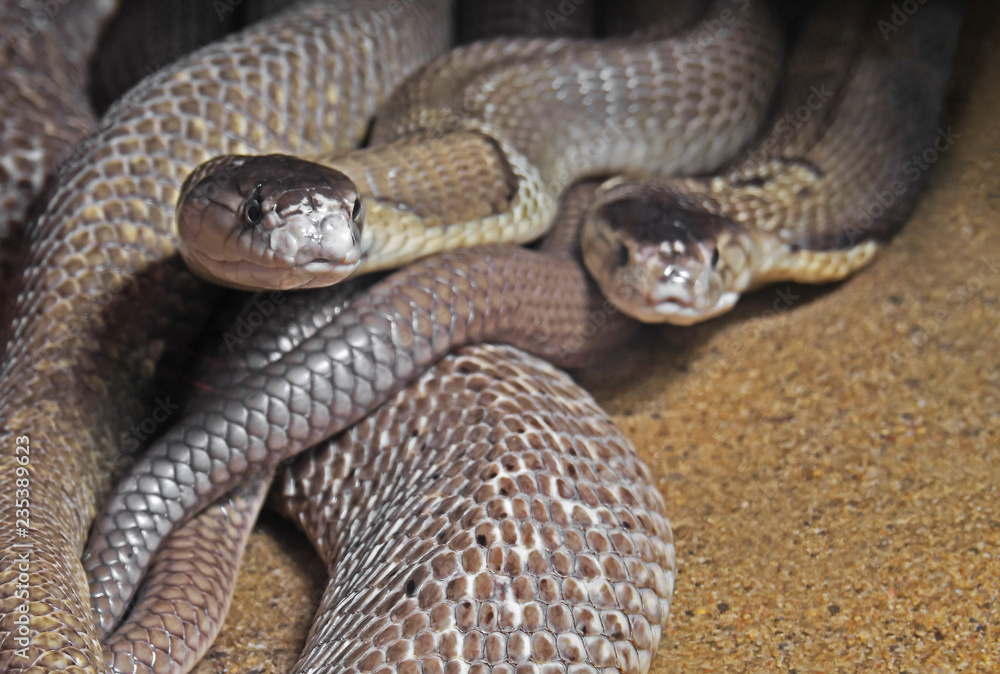 Obraz premium Dual Monocled Cobra on Sand Background
