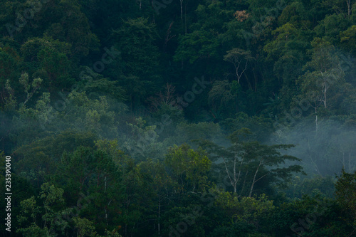 Deep green forest background