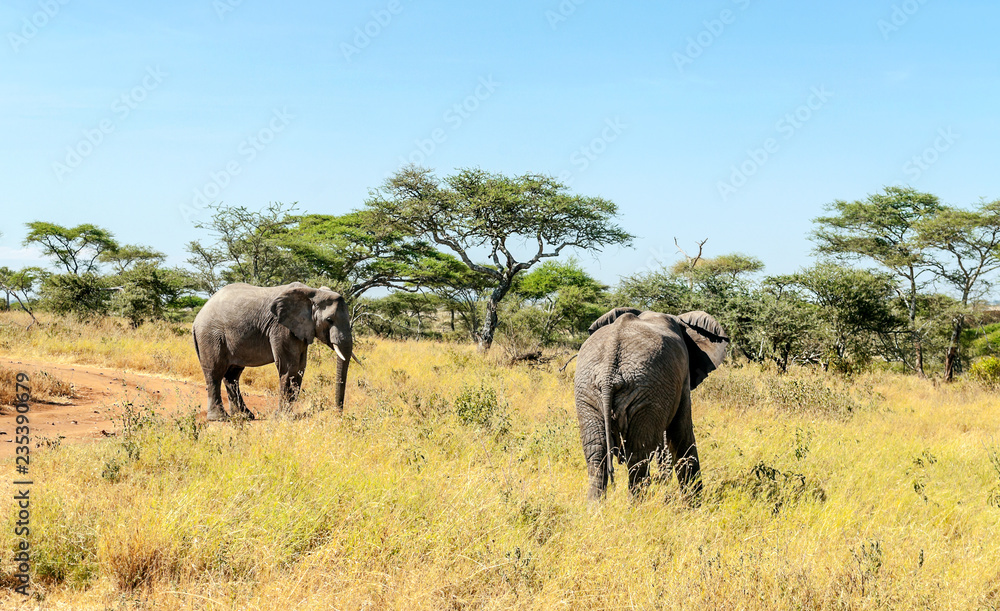 Elephants surrounded by acacias in Tanzania