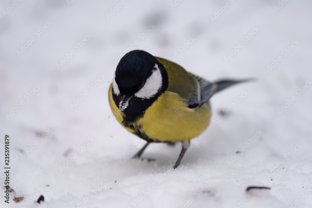 Great tit (Parus major) - a bird of the titmouse family in its natural environment with natural light, close-up. Great tit (Parus major) - a bird of the titmouse family in its natural environment with natural light, close-up.