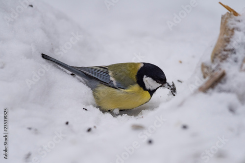 Great tit (Parus major) - a bird of the titmouse family in its natural environment with natural light, close-up. © faustasyan