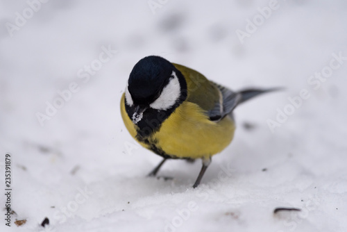 Great tit (Parus major) - a bird of the titmouse family in its natural environment with natural light, close-up. © faustasyan