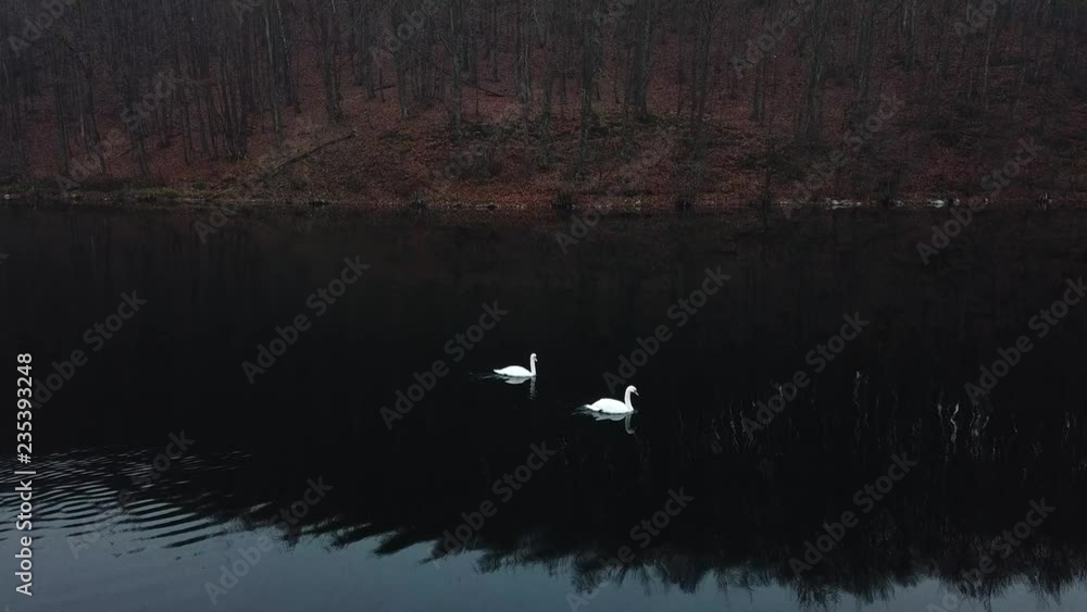 swan bird white bird lake fog autumn autumn nature landing swan bird white bird lake fog autumn autumn nature landing