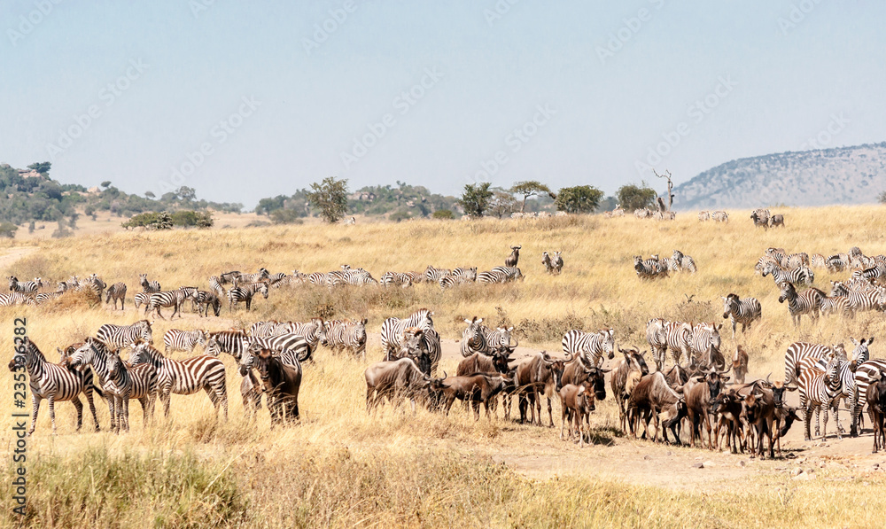 Zebras and wildebeest crossing the Serengeti in Zebras and wildebeest crossing the Serengeti in