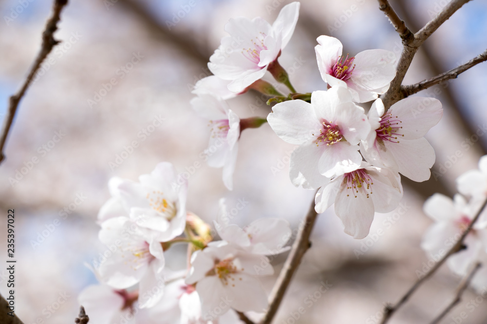 Closed up of beautiful Sakura (Cherry blossom) flower background