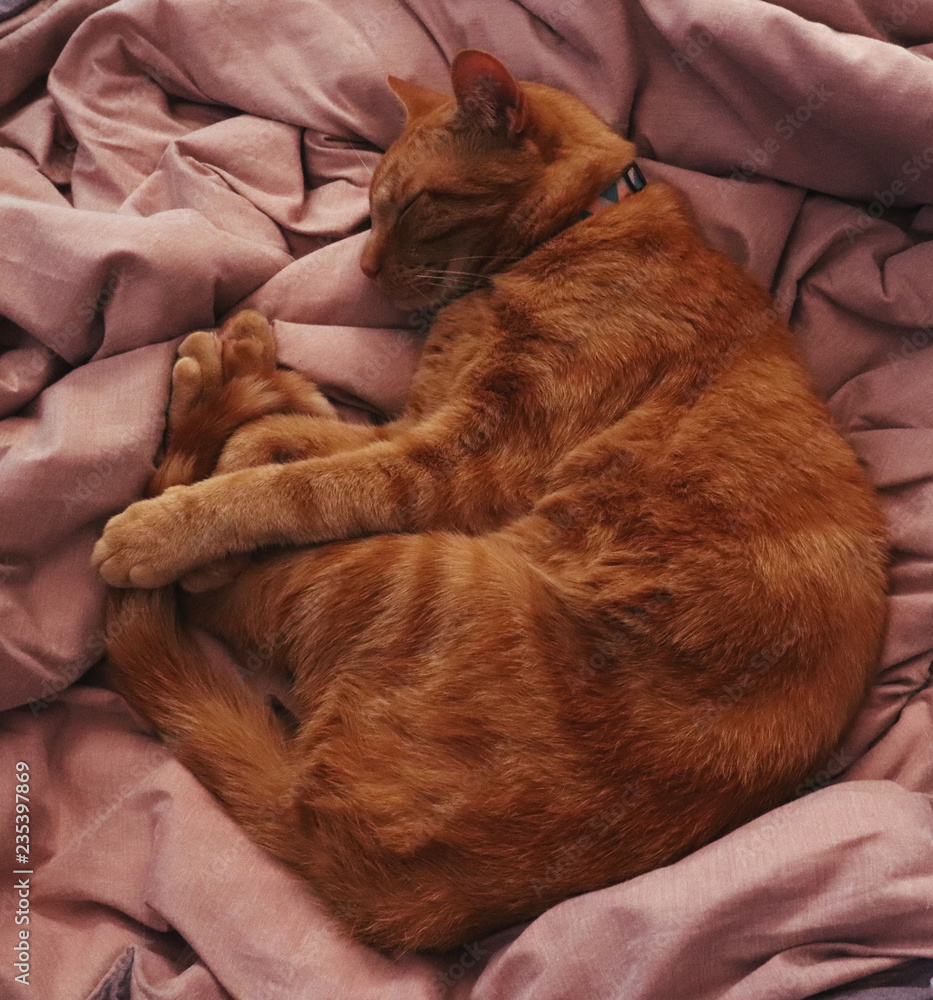 ginger cat sleeping on pink blanket ginger cat sleeping on pink blanket