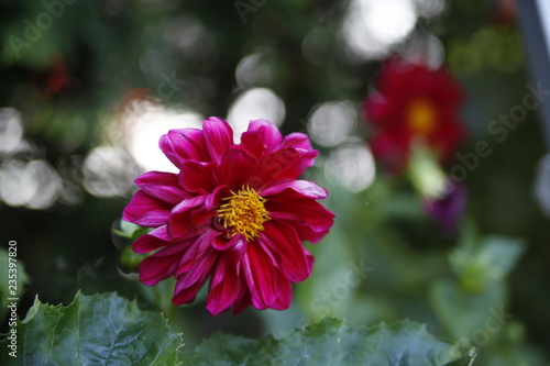 Fototapeta Naklejka Na Ścianę i Meble -  Dahlie