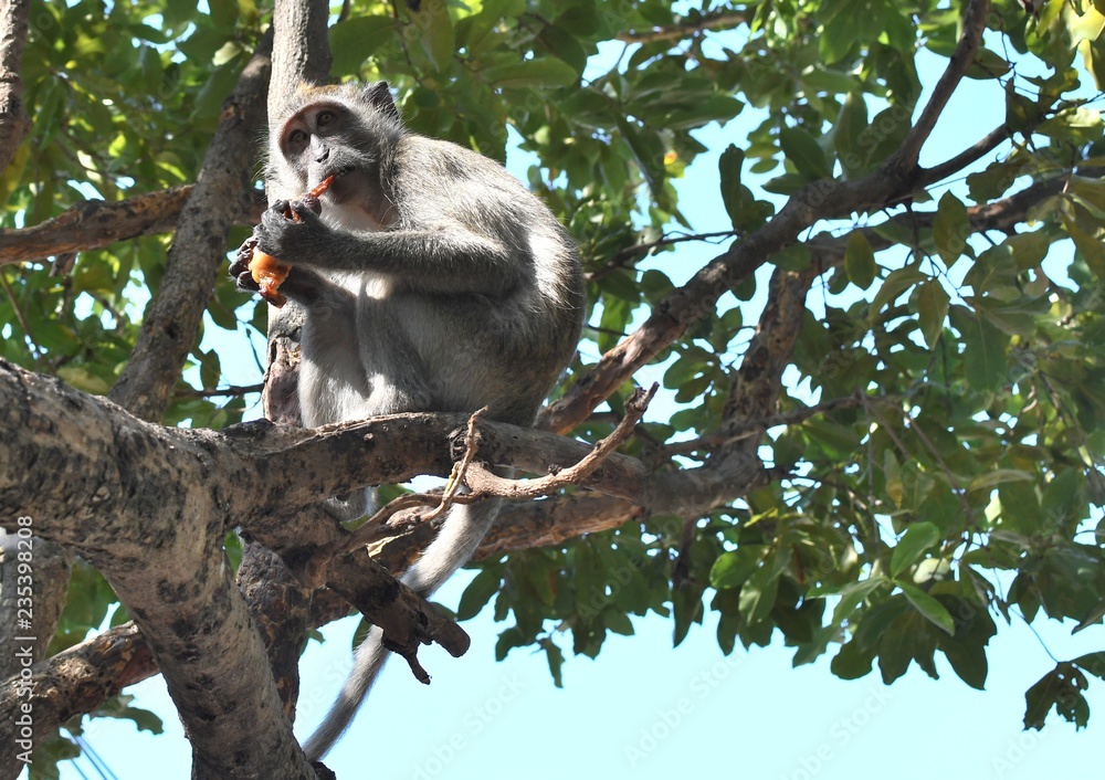 Fototapeta premium singes dans la nature