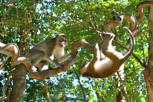 singes en liberté dans la nature