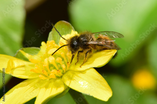 Macro of spring Caucasian bee Andrena clarkella in yellow buttercup flower Ficaria verna photo