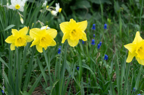 White narcissus Narcissus poeticus season spring flowers .