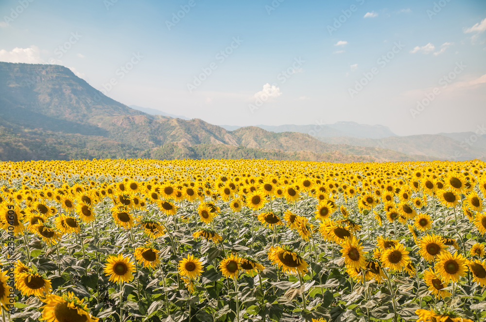 Obraz premium sun flower field and mountain background
