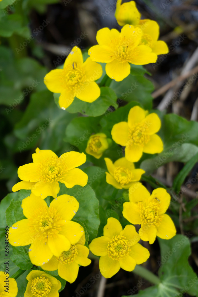 Spring background with yellow Blooming Caltha palustris, known as marsh-marigold and kingcup. Flowering gold colour plants in Early Spring.