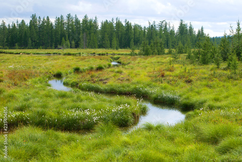 Sunny august day in the forest tundra. Yamal, Russia