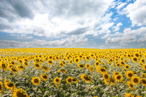 sun flower field and skybackground