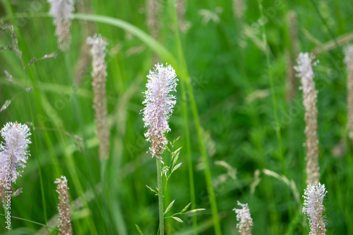 Dry white flower in wet green grass Fresh outdoor nature background .