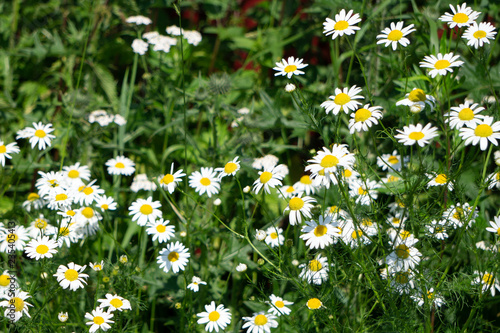 white daisies on blue sky background many outdoor .