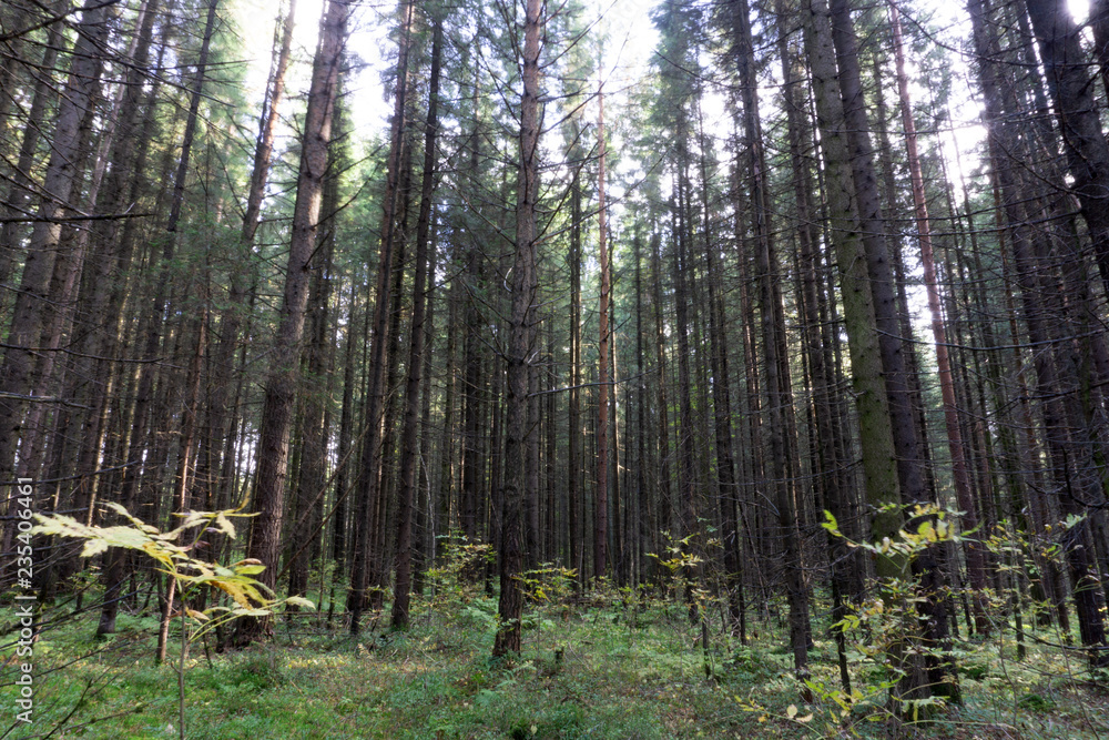 Fototapeta premium Sequoia vs Man Giant Sequoias Forest and the Tourist with Backpack Looking
