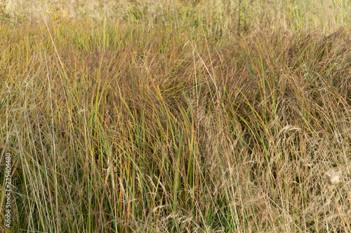 Little bluestem on a cloudy Autumn day. Also known as Schizachyrium scoparium or beard grass, it is a North American prairie grass native to most of the United States. In the fall it .