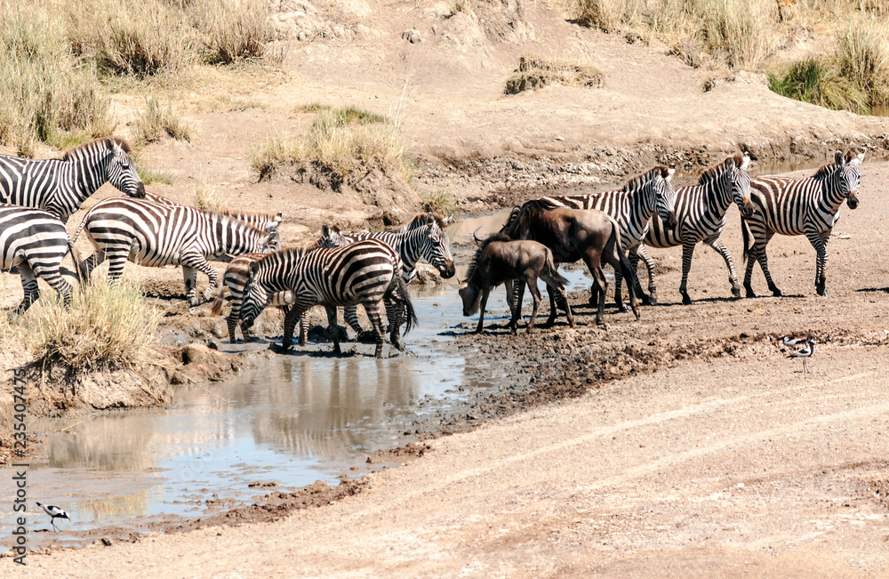 Zebras and wildebeest crossing the Serengeti in Zebras and wildebeest crossing the Serengeti in