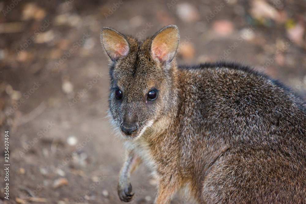 Kangaroo Bennett's or Dendrolagus bennettianus on ground Kangaroo Bennett's or Dendrolagus bennettianus on ground