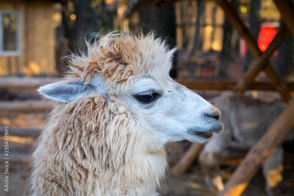 Portrait of cute white alpaca or Vicugna pacos