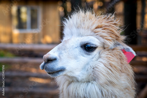 Portrait of cute white alpaca or Vicugna pacos © rostovdriver