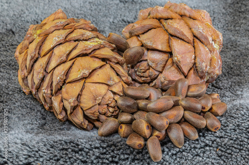 pine cones and nuts on black velvet background. Russia