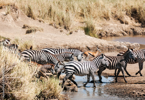 Zebras and wildebeest crossing the Serengeti in