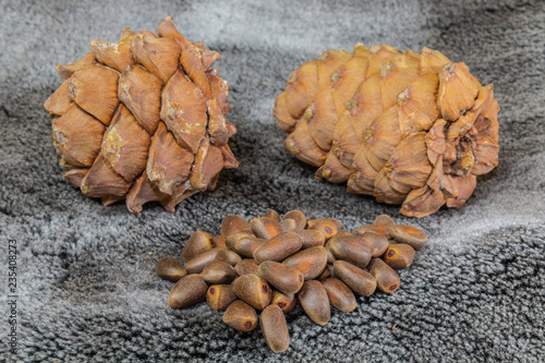 pine cones and nuts on black velvet background. Russia