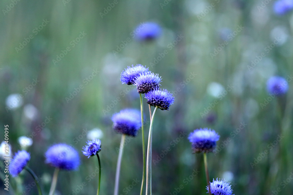 Obraz premium Blue flowers on background