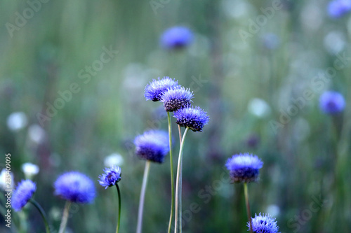 Blue flowers on background