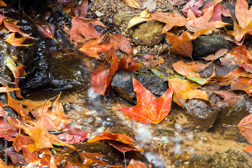Red maple leaves fallen cover a small stream in the forest Phu Luang Wildlife Sanctuary in Loei Province, Thailand. Color of autumn season for background. Red maple leaves fallen cover a small stream in the forest Phu Luang Wildlife Sanctuary in Loei Province, Thailand. Color of autumn season for background.