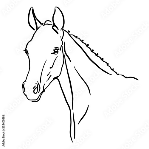 Head of a foal . Vector illustration.