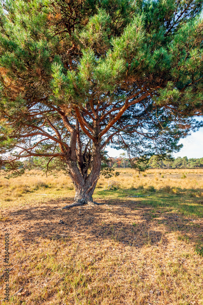 Whimsically shaped scottish pine in the Dutch nature reserve Strijbeekse Heide in North Brabant in the beginning of the fall season. The grass and the heath are yellowed.