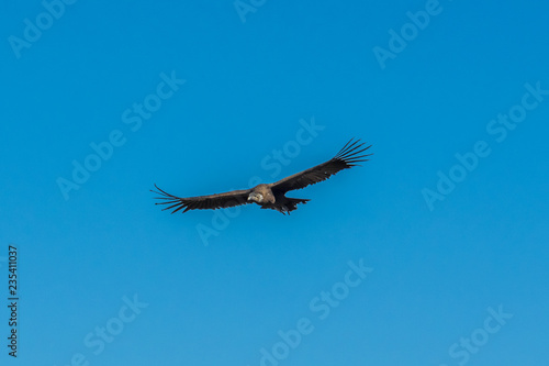 Condor flies over the mountains