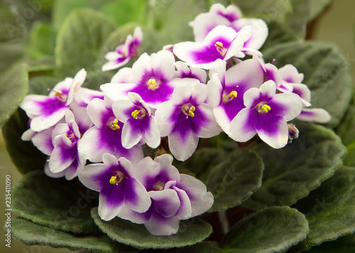 Violet. The "Queen of houseplants" called usambara violet for its ability to bloom all year round.