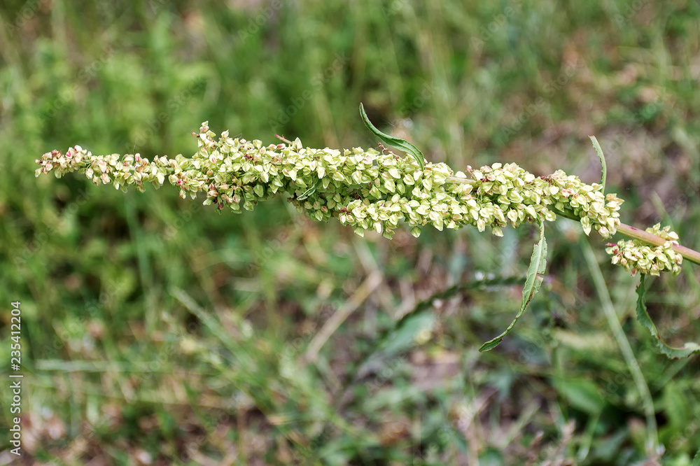 Plants of mountain forest wild ,used in medicine,close-up, Rumex confertus L.,