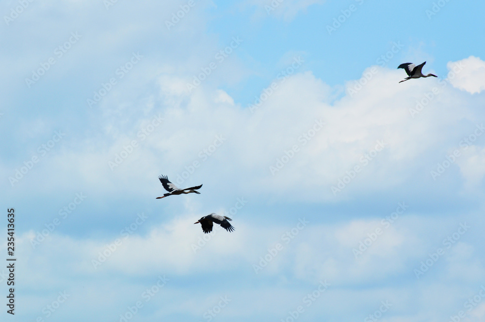 birds flying on blue sky stork asian openbill bird