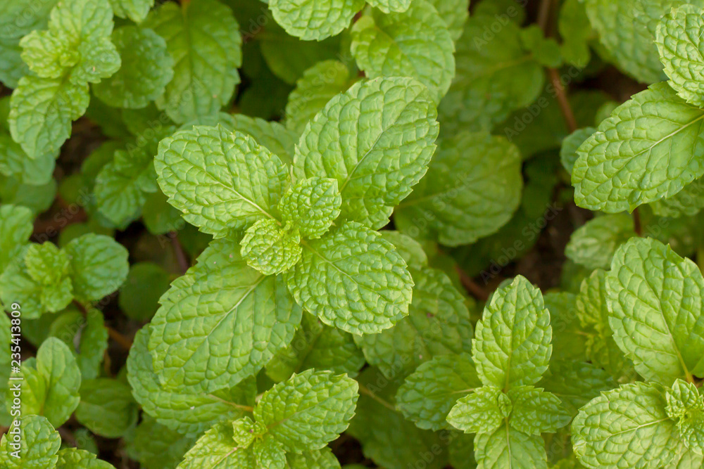 Mint leaves.leaves of mint .Mint leaves background.peppermint.mint plant grow at vegetable garden. Mint leaves.leaves of mint .Mint leaves background.peppermint.mint plant grow at vegetable garden.