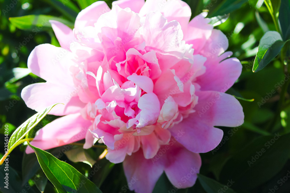 Large pink peony with green leaves close-up. Large pink peony with green leaves close-up.