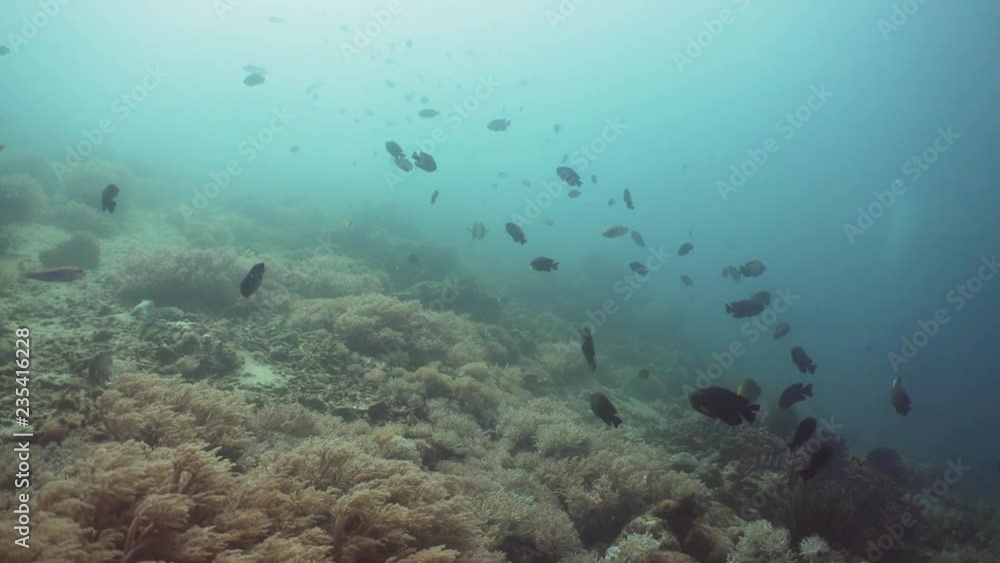 Fish and coral reef at diving. Wonderful and beautiful underwater world with corals and tropical fish. Hard and soft corals. Philippines, Mindoro. Diving and snorkeling in the tropical sea. Travel Fish and coral reef at diving. Wonderful and beautiful underwater world with corals and tropical fish. Hard and soft corals. Philippines, Mindoro. Diving and snorkeling in the tropical sea. Travel
