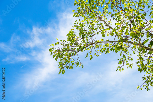 Tree branch on sky background.