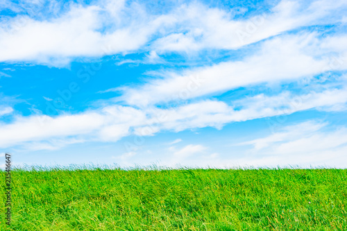 green grass  blue sky with white cloud